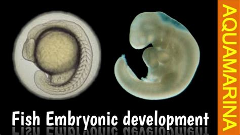 fish embryo|What are the embryonic stages of a fish.
